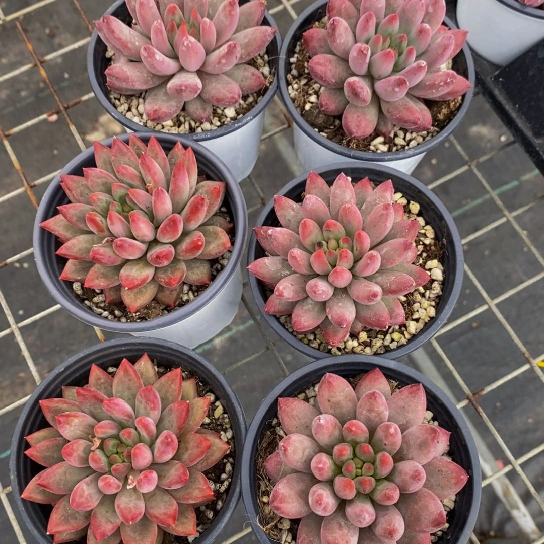 81-精品母本大虞美人单头一个