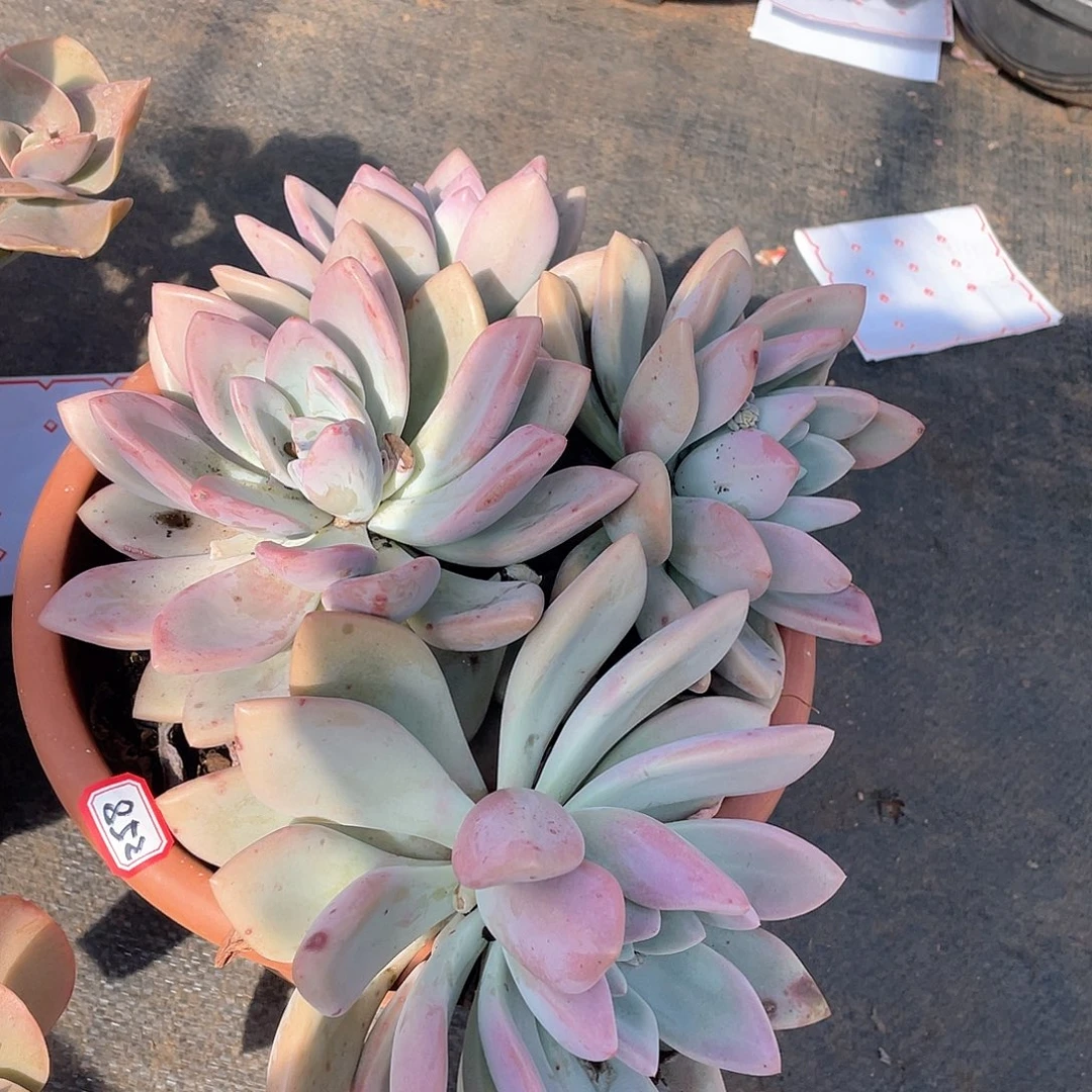 852奥普 一物一拍多肉