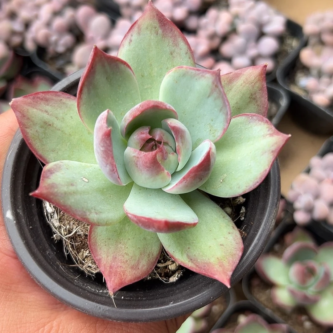 多肉植物惊鸿仙子