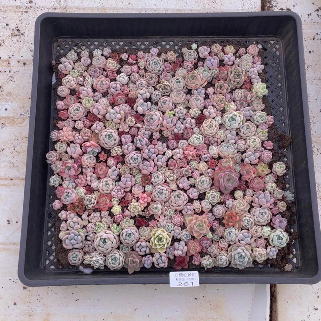 云糖心多肉植物261