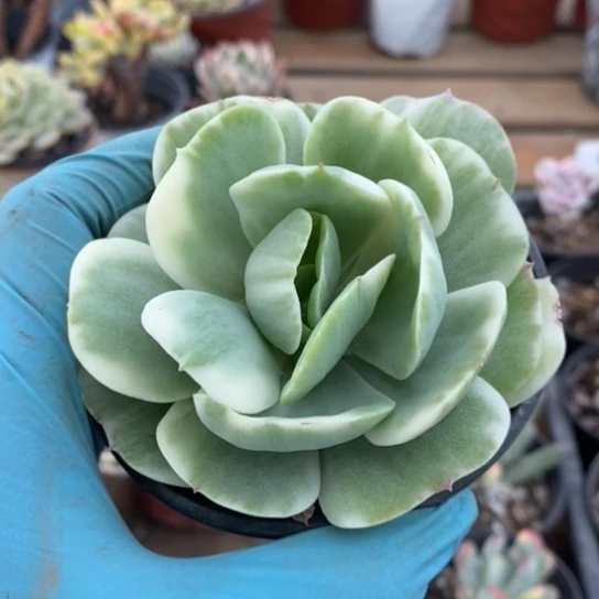 884一一一一一一一一一一一