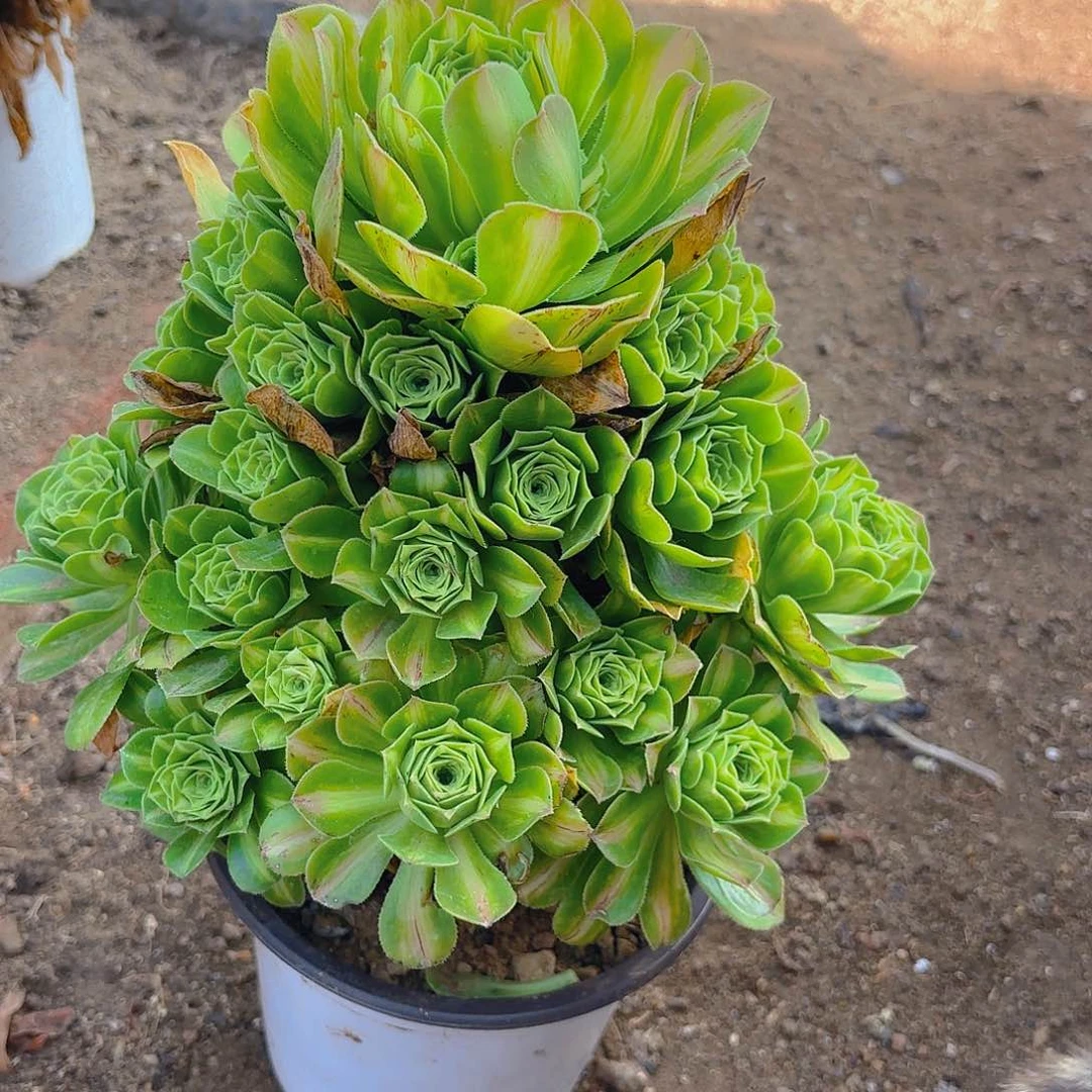 翡翠琉璃多肉植物