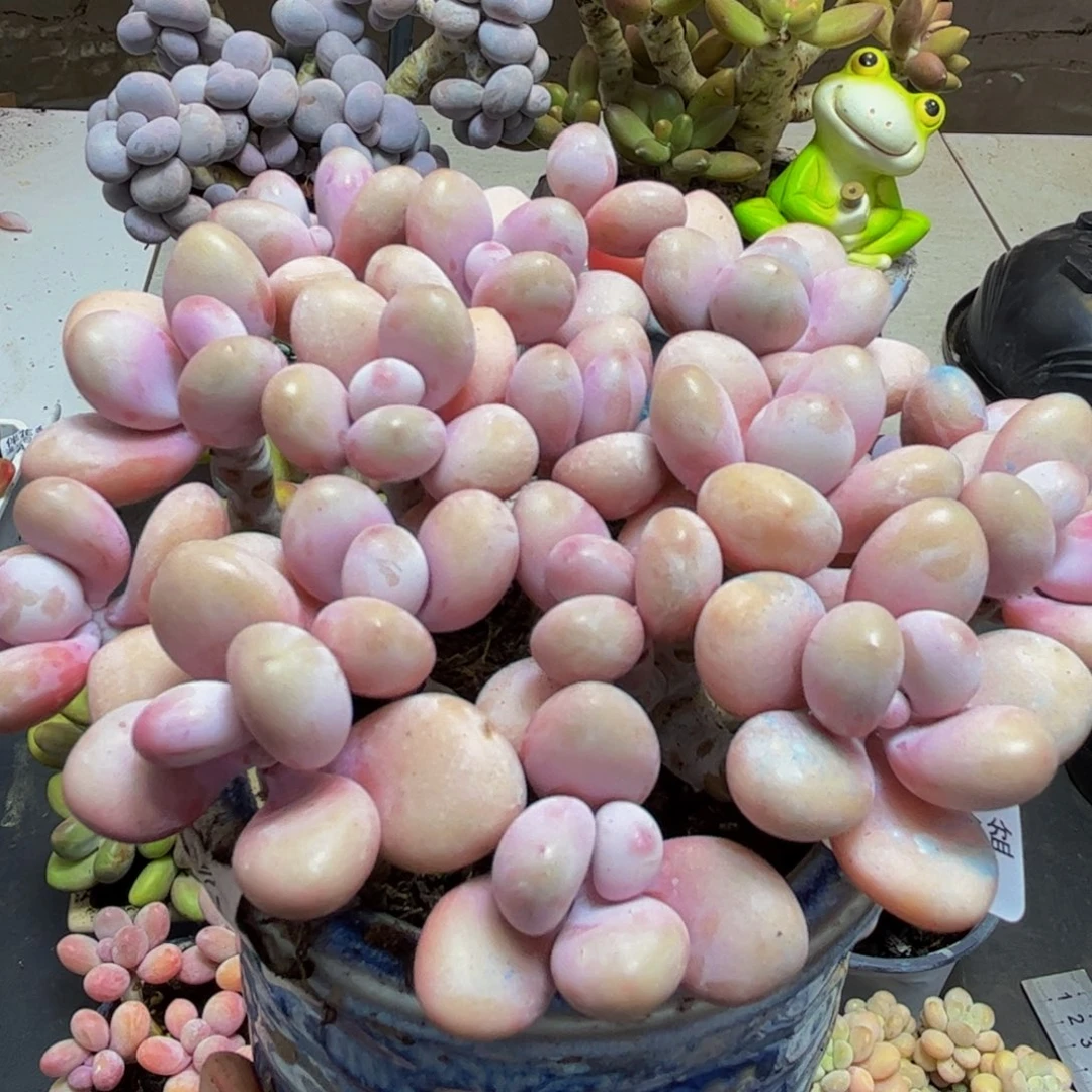 659/12cm糖果桃蛋多肉