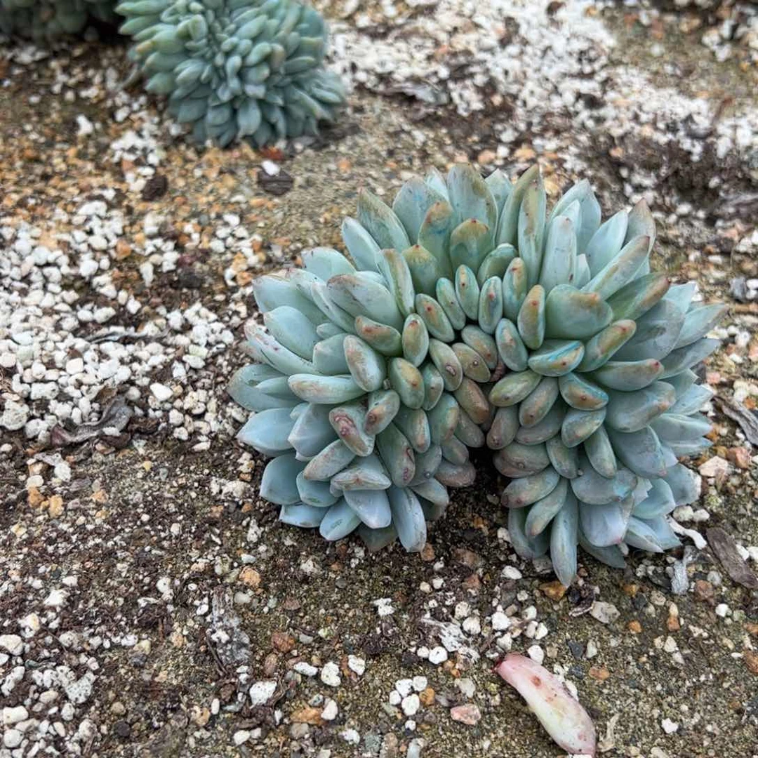 24号多肉多肉多肉多肉