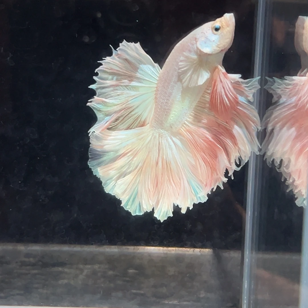 斗鱼24号扶光色鳞片质感光滑