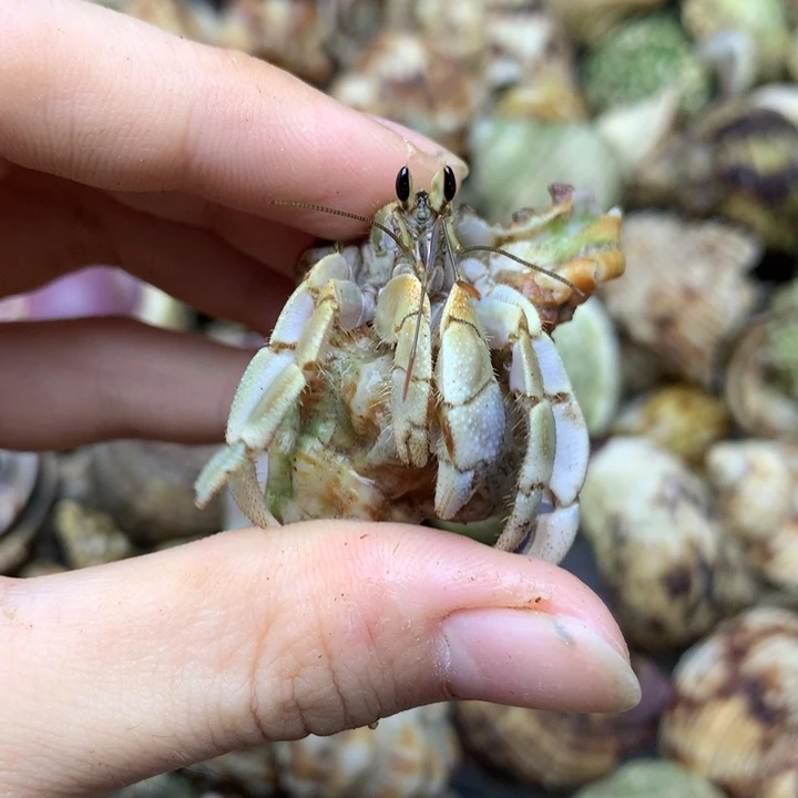 58b可爱小不里不拉