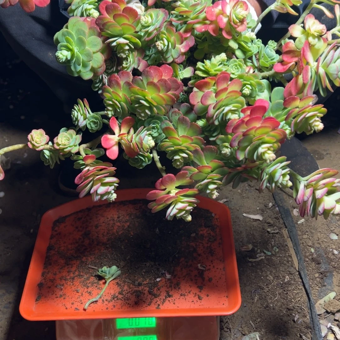 地栽薄化妆30公分以上（包邮不包损）