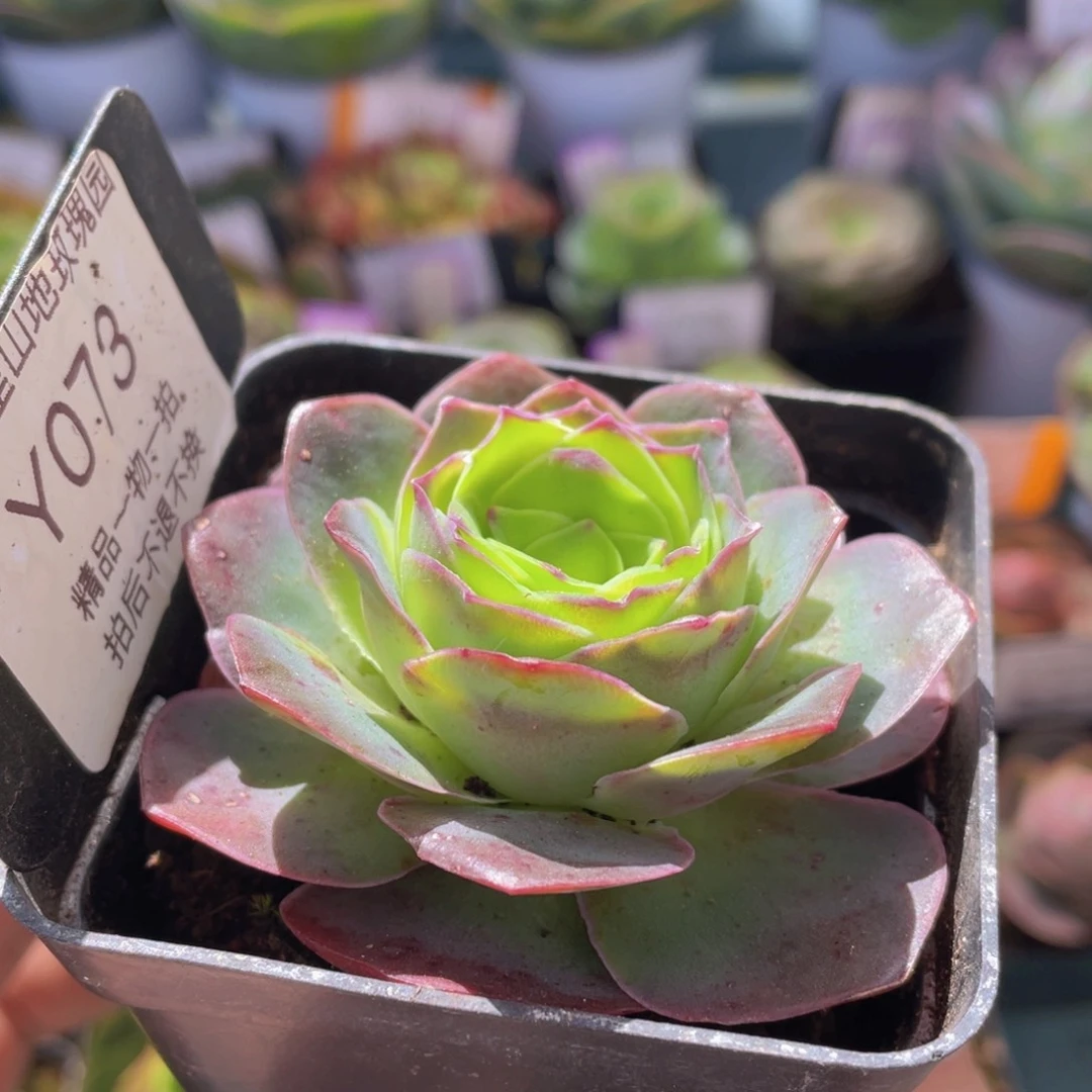 黄杂多肉福利073一物一拍