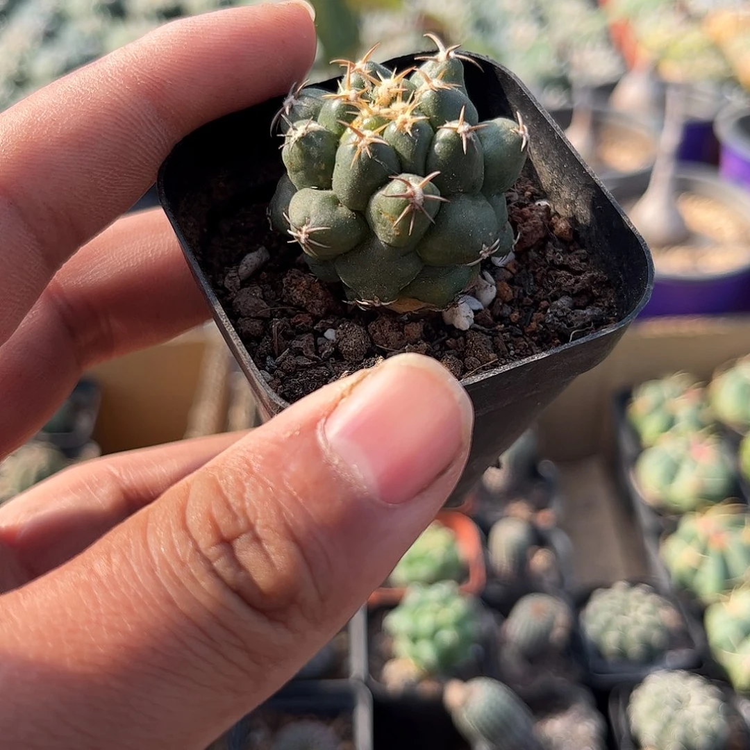 短豪刺象牙单头发货单头发