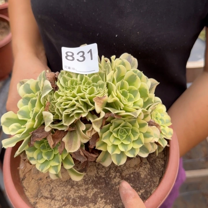 绿豆沙法师缀化931