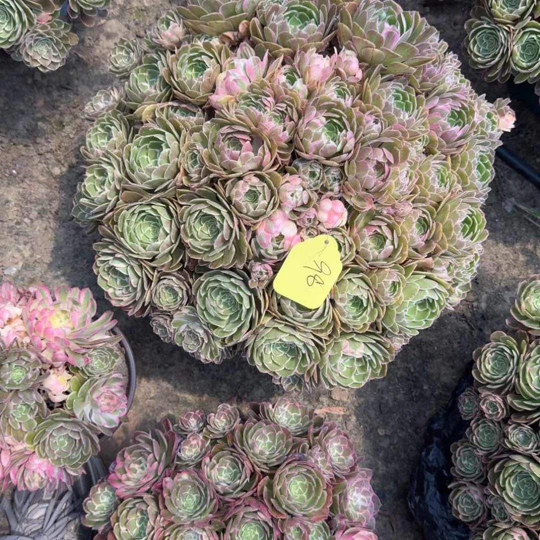 冰***安法师丘比特嫩桩寄养17-50