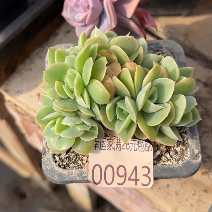 幸运儿是一位很好很优秀