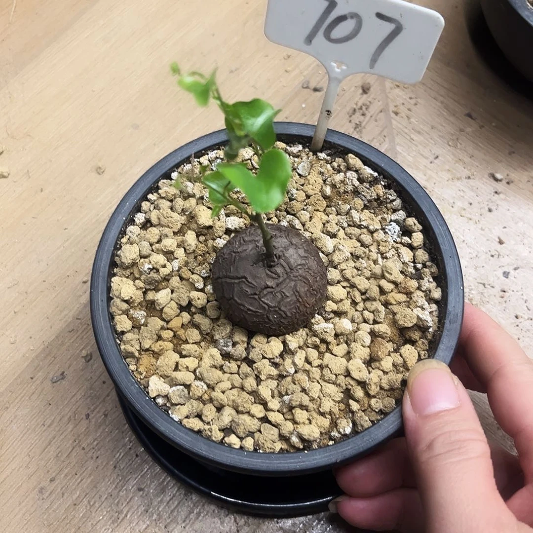 随***海707龟甲龙684857998