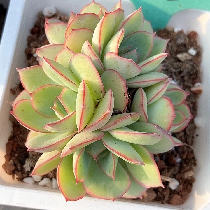 多肉植物牡丹亭1603