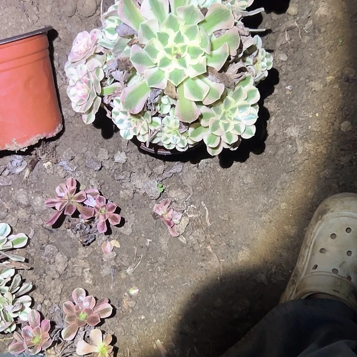 不售后法师一物一拍95