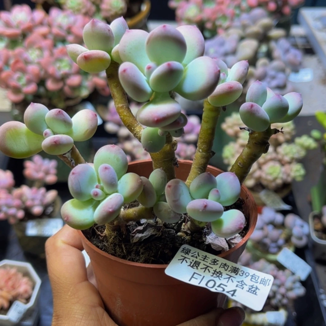 苹果奶酪054/10cm多肉