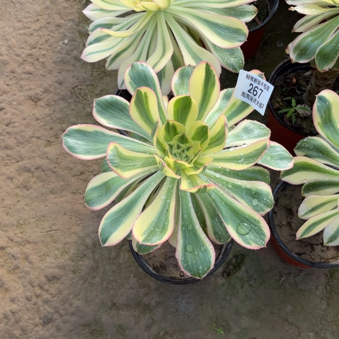 267燕资锦多肉植物法师