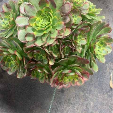 多肉植物奶白锦，