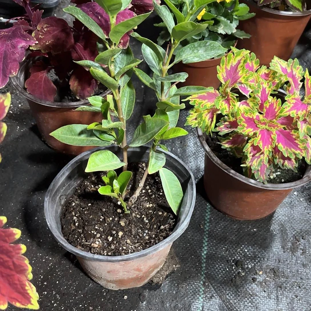 小***克飘香腾新疆包邮一点