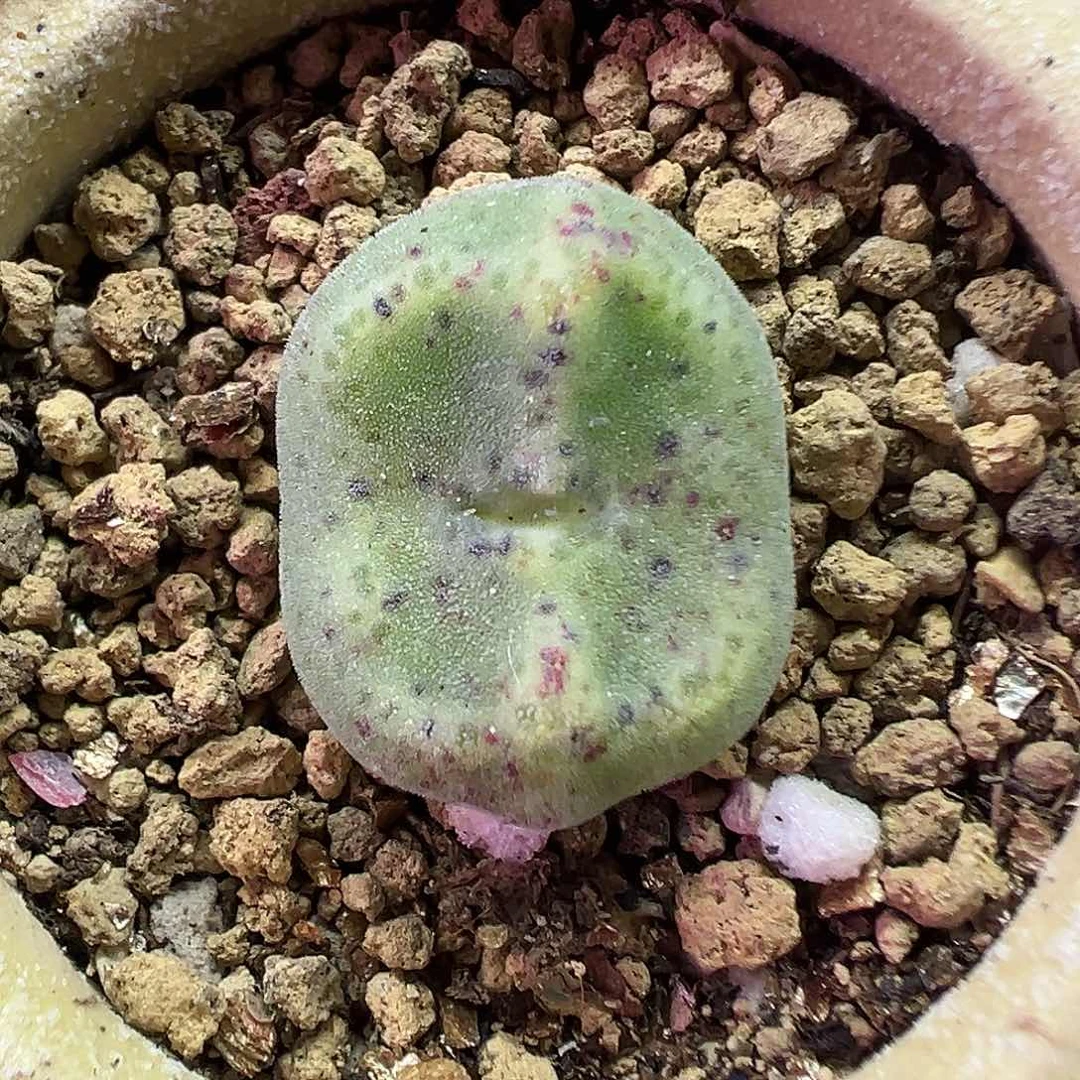 706鬼脸绿豆糕带盆土发货