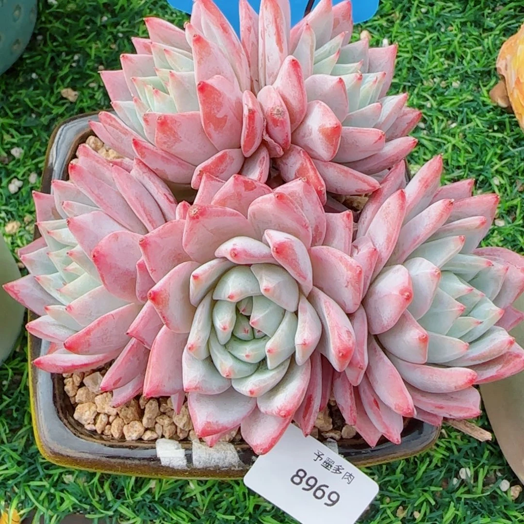 粉蓝鸟无砍，8969多肉植物
