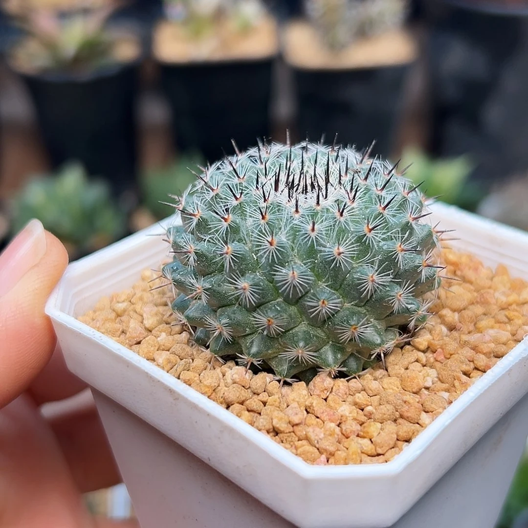 实生恋山彦 4.5cm