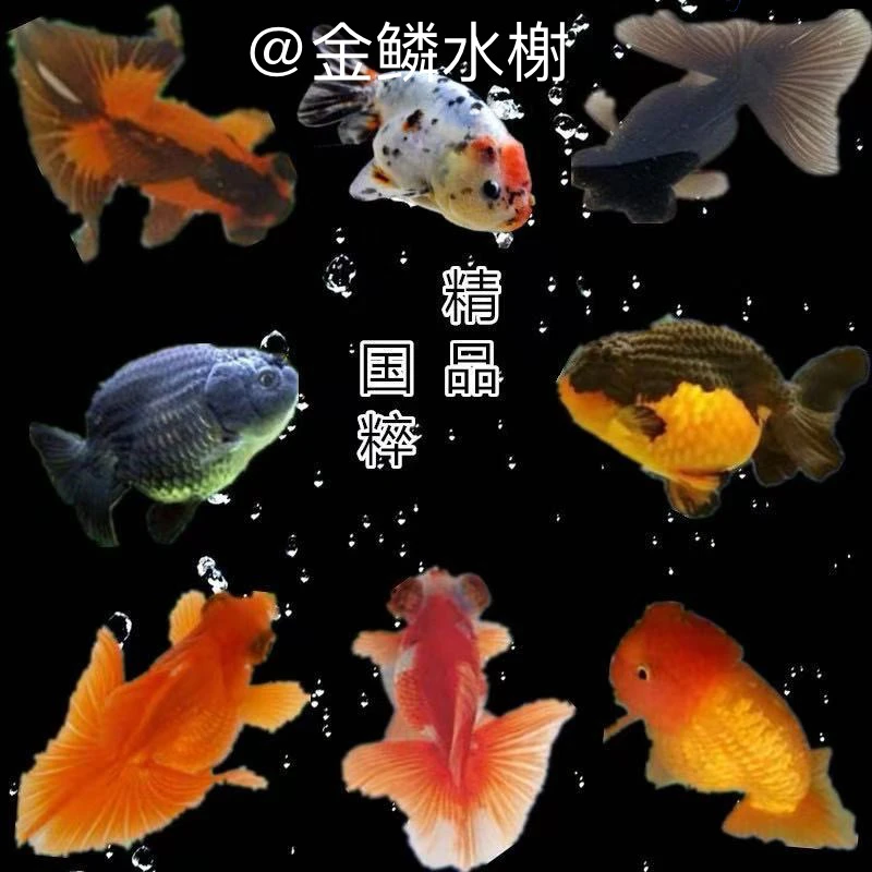 5-8cm国粹观赏鱼冷水鱼