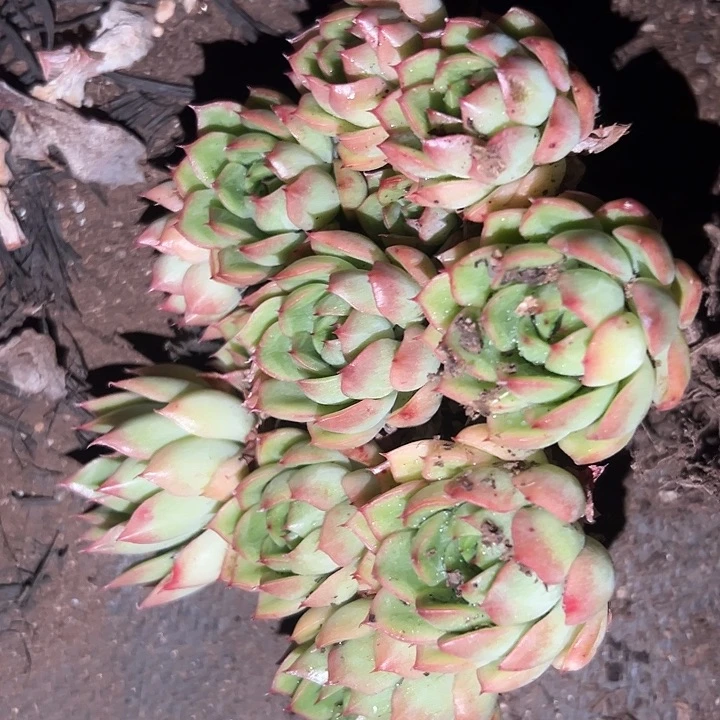 无花朵蝴蝶手捧花。