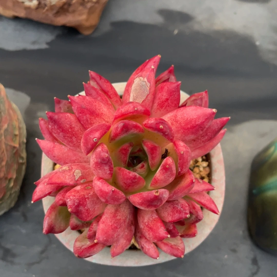 特殊系统东云多头