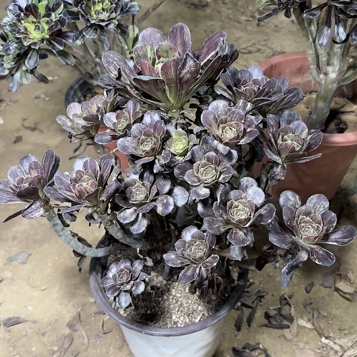 @***9多肉植物圆叶拉丝14