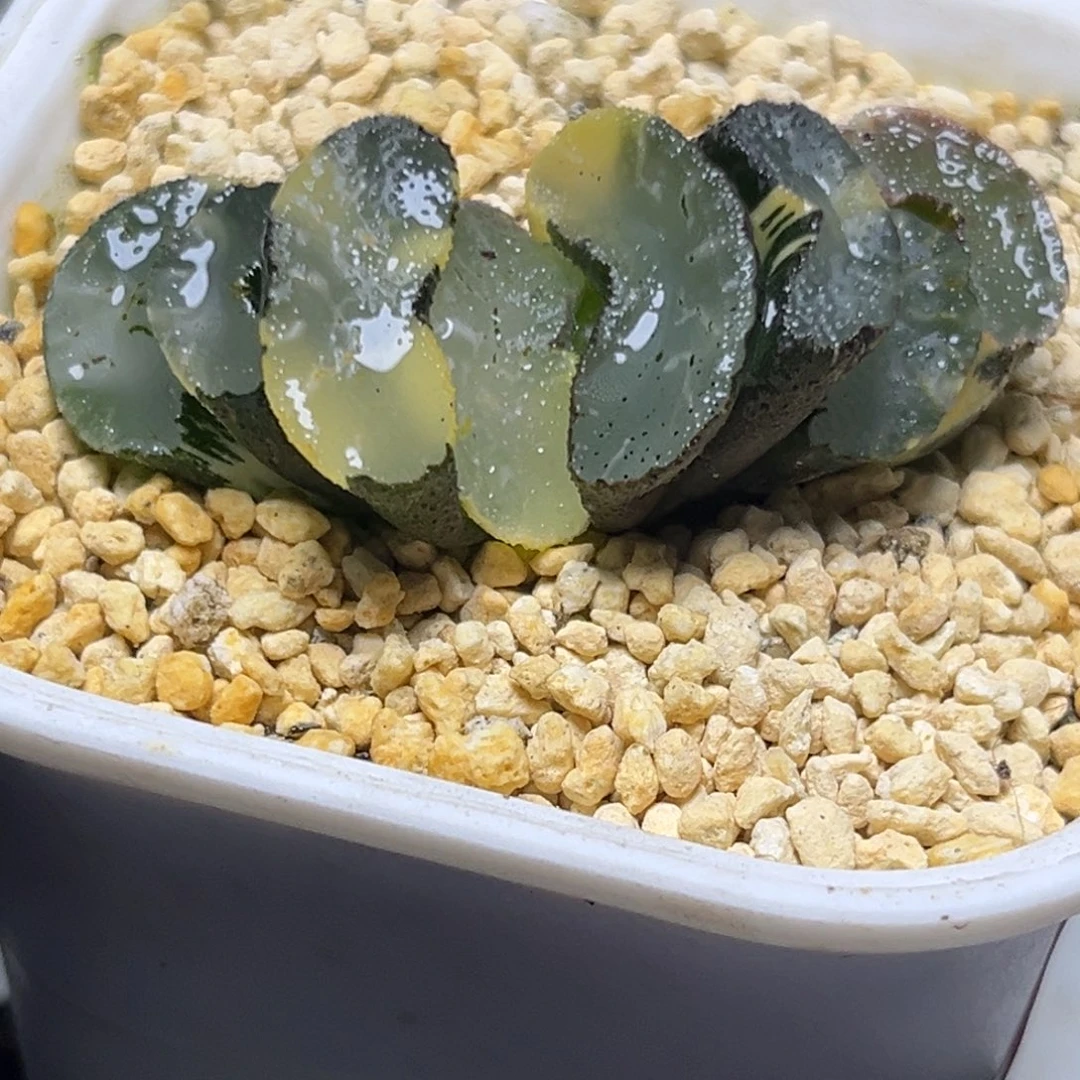 十二卷多肉植物1010波光