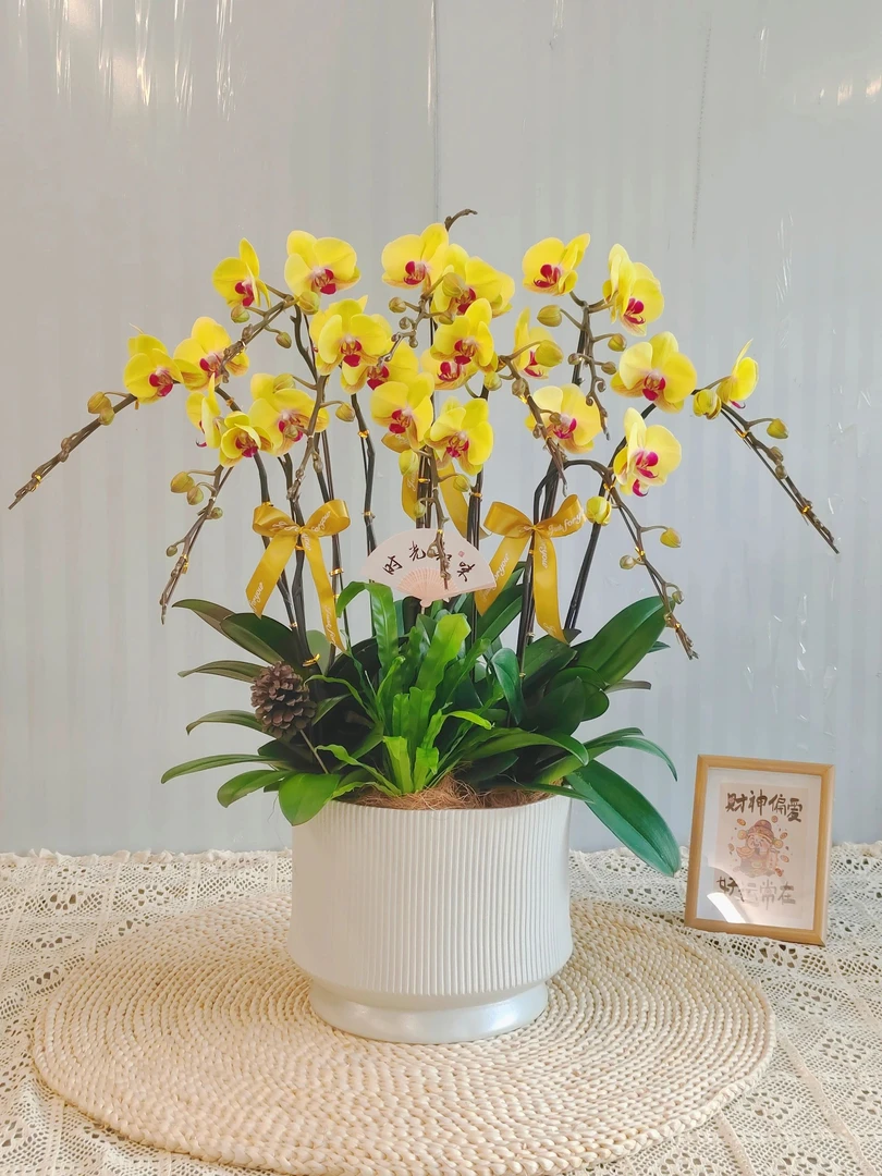 【黄金美人】蝴蝶兰基地直发  好养耐养苗情优质带花苞 室内盆栽