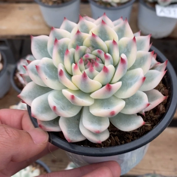 吉娃娃锦多肉植物A3156