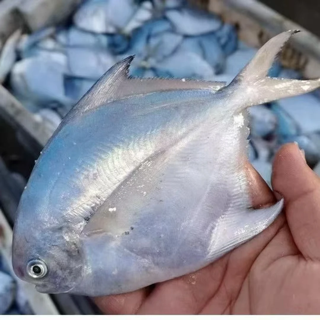 【孔书记专属】福建东山岛速冻锁鲜小白鲳4-6条/斤 肉质鲜嫩