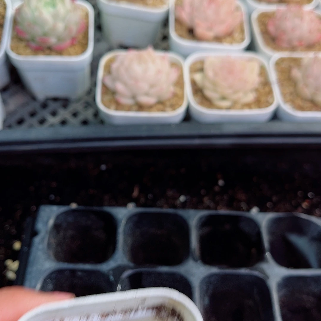 骑****豆1-811 新疆西藏内蒙不发零度拍保温箱不拍不