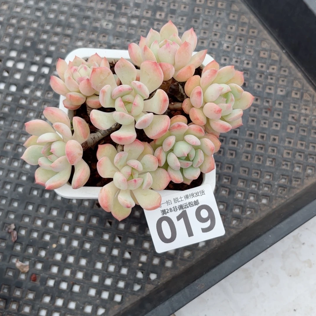 蜜桃格林老桩无盆土发货