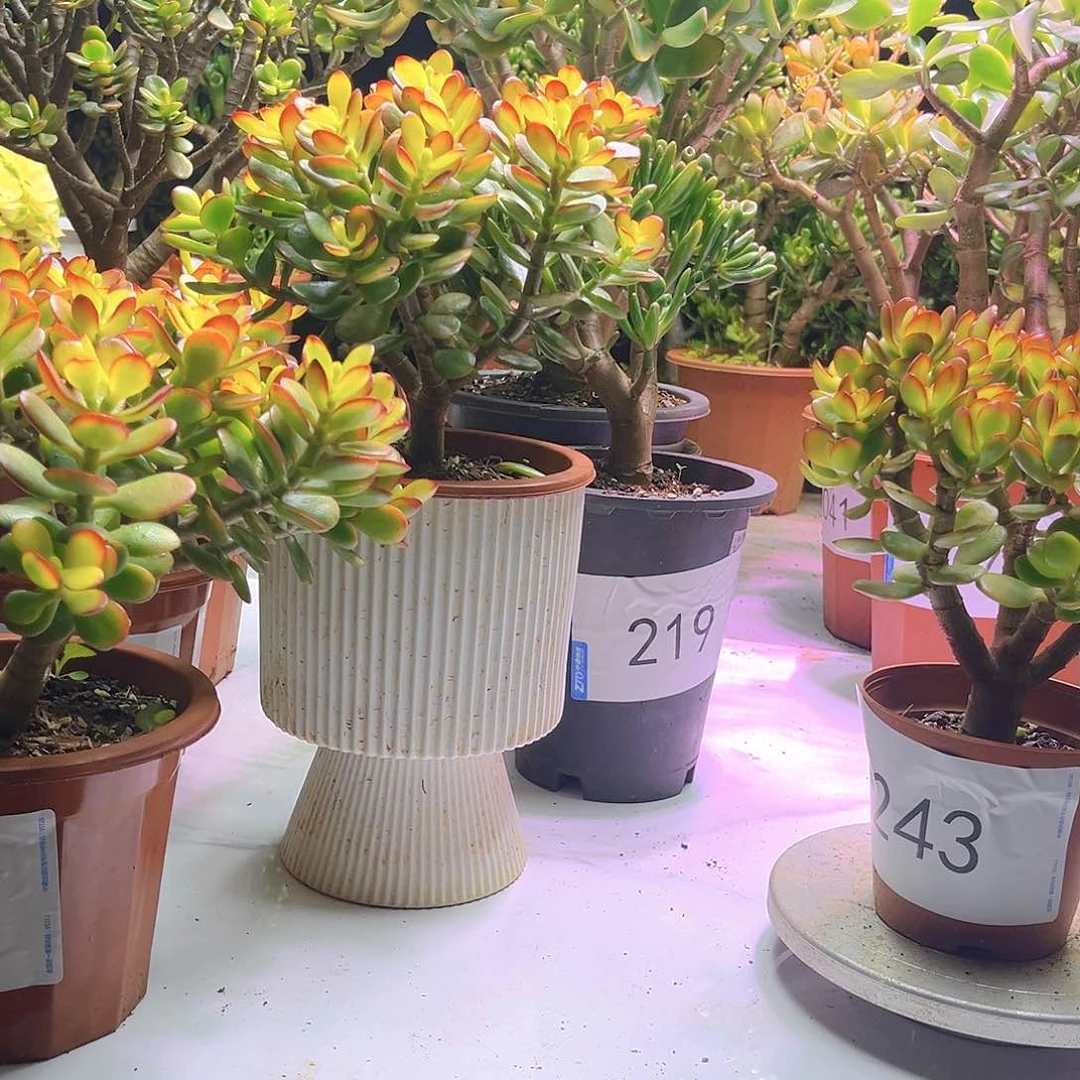 吸财树锦老桩2587