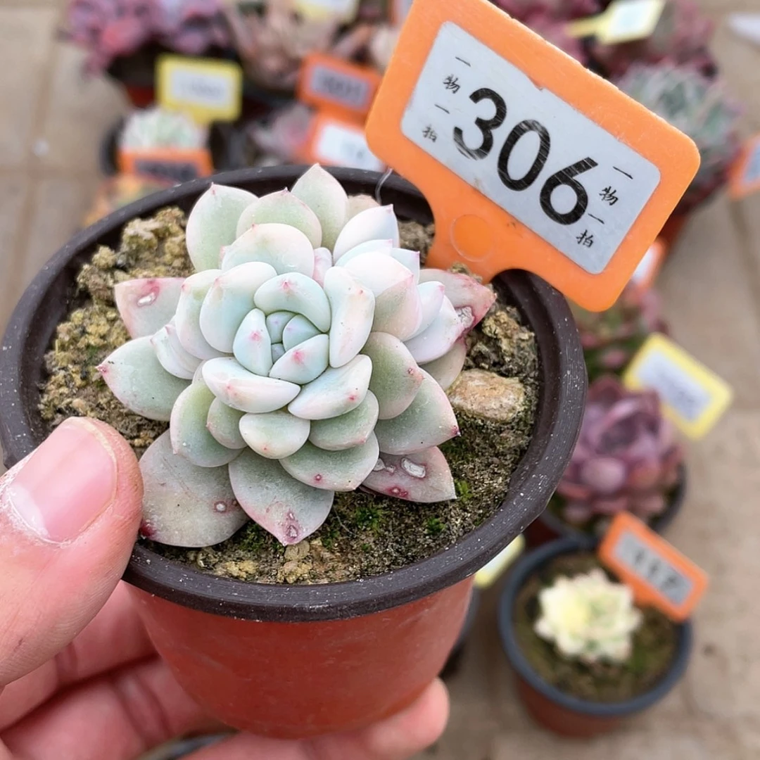 【闪购商品】306号