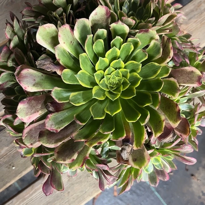 多肉植物朝霞锦…………