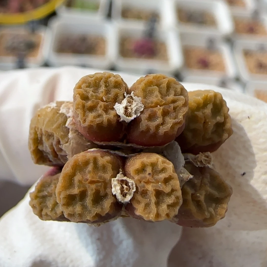 5-28-218当天满38包邮嘟嘟嘴方烧8头