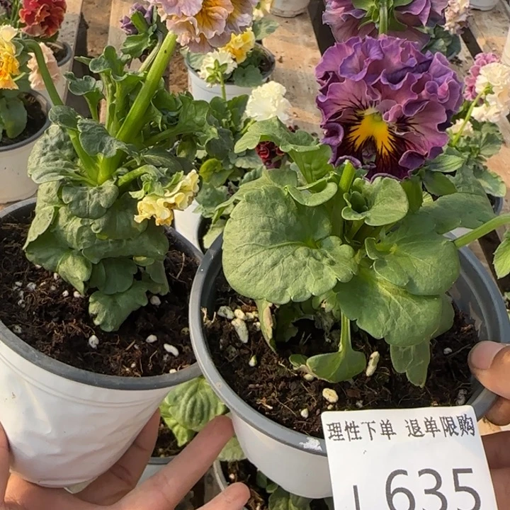 奔***龙无花朵L635两棵一组小苗零下5勿拍