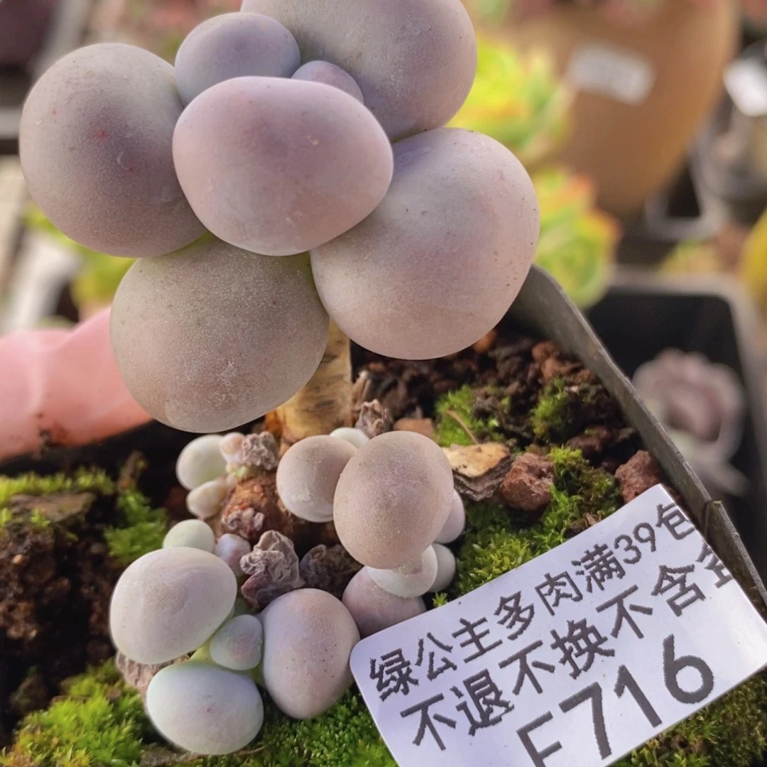 芭比奶洛4cm716多肉植物
