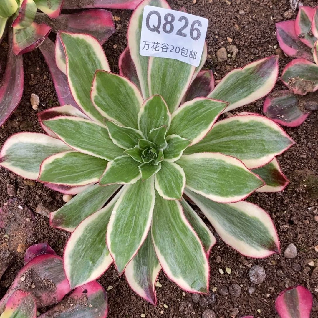 826魅影多肉植物