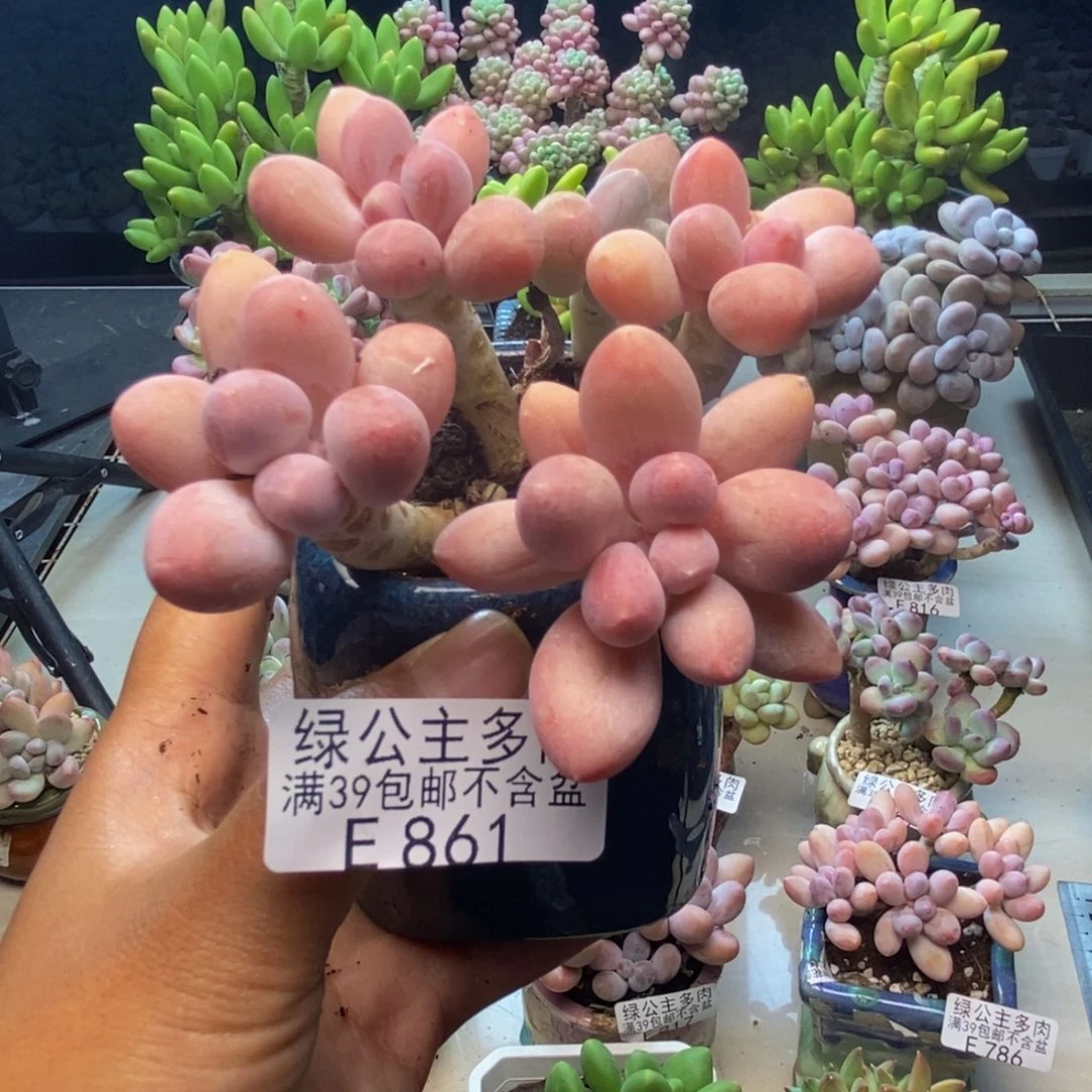 861香水手指奶多肉7c m