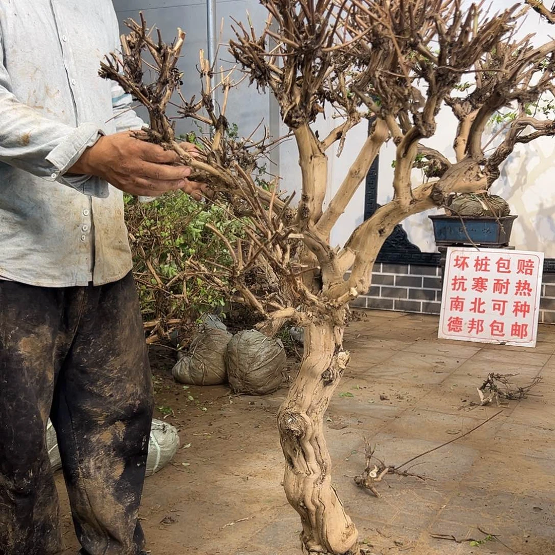完全开放金银花88888