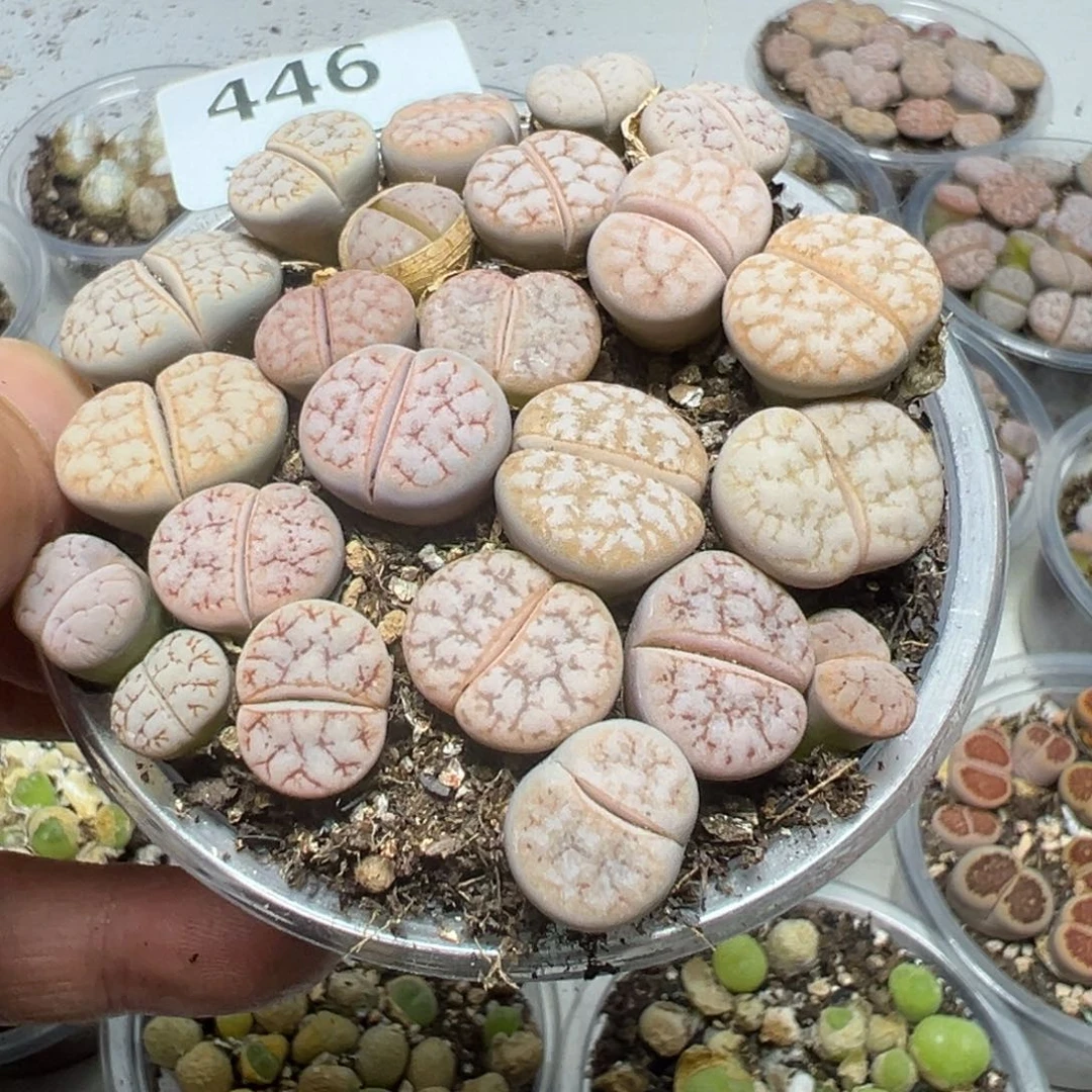 【闪购商品】 446。