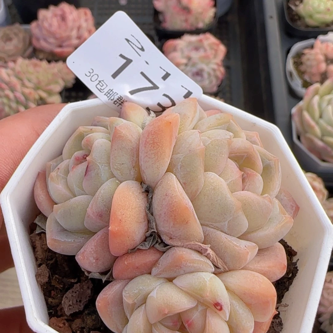 三头太妃糖老桩一颗