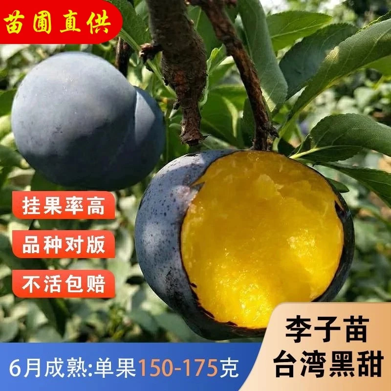 黑布林李子树苗南北方地栽特大盆栽嫁接脱骨脆甜黑李树苗当年结果