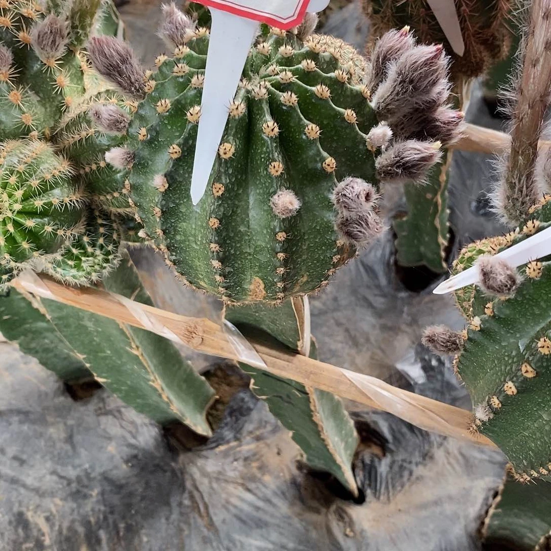 大*?3–1彩草脱土拖盆 20包邮