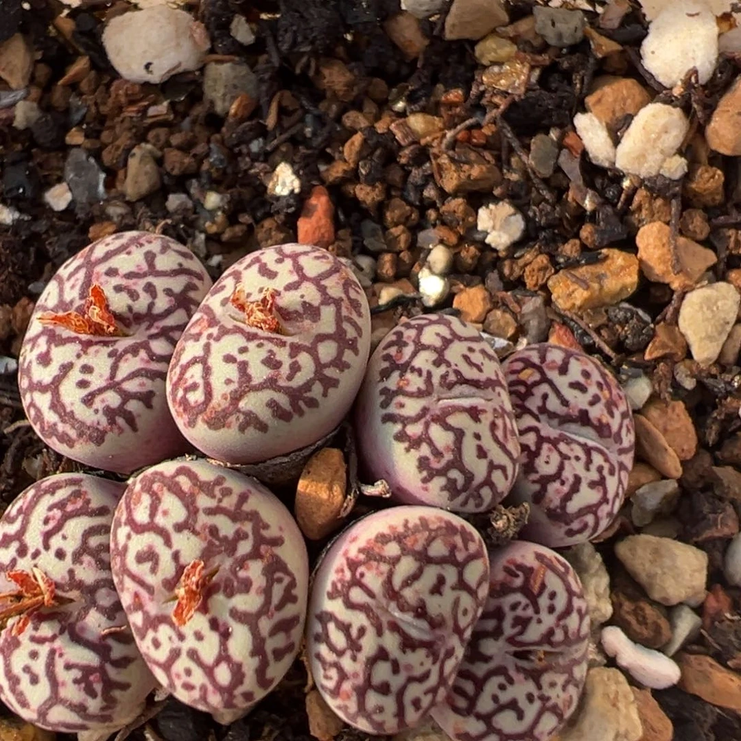 125多肉植物百科植物